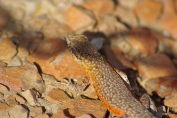 Side-blotched Lizard (Uta stansburiana) © Ken Cole