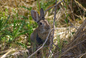 Cottontail Rabbit © Ken Cole