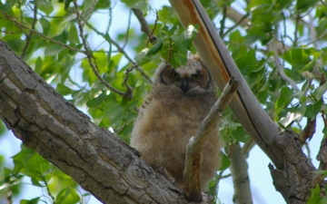 Great Horned Owl Chick © Ken Cole