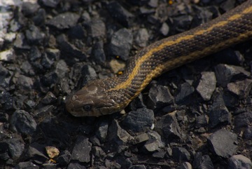 Garter Snake © Ken Cole