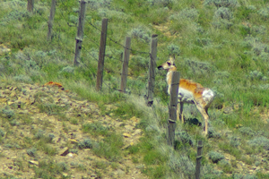 Fencing is harmful to wildlife for many reasons © Brian Ertz 2009