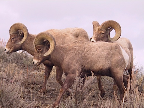 Bighorn Sheep © Ken Cole