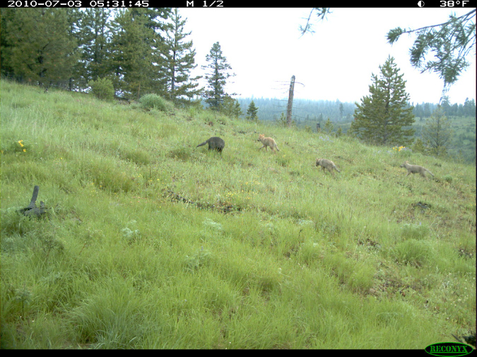 Imnaha pups - Courtesy Oregon Department of Fish and Wildlife