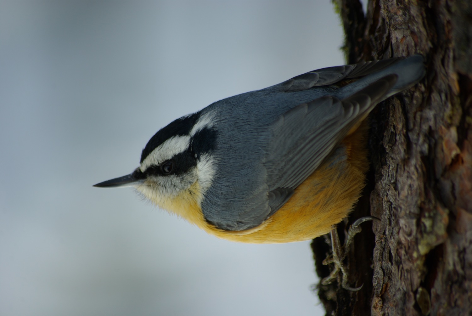 Red Breasted Nuthatch © Ken Cole