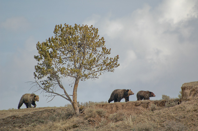 May 2013. Hayden Valley grizzly family. Photo courtesy and copyright Tim Zaspel
