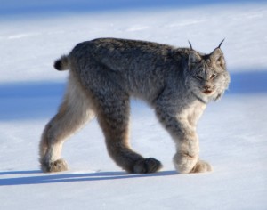 Canada lynx by Keith Williams