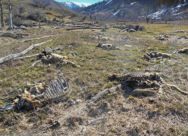 Dead elk on Camp Creek feedground. Spring 2014. 