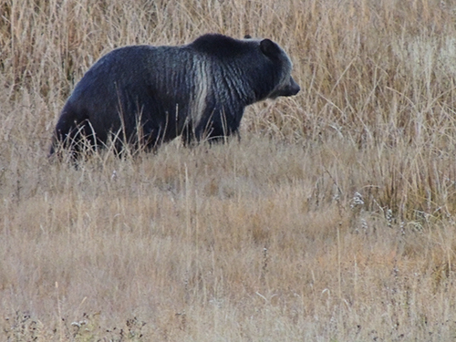Grizzly near Madison Junction. Yellowstone. Copyright IdahoSal