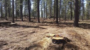 Sanitied thinned stand on the Deschutes NF Oregon