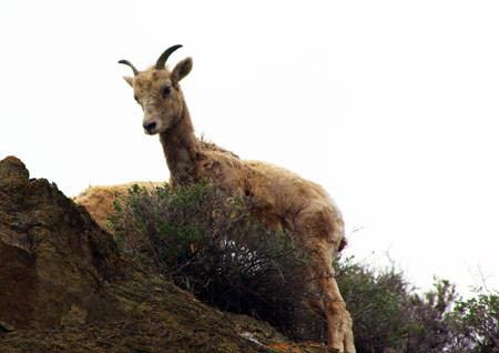 This bighorn sheep was seen persistently coughing.  © Ken Cole