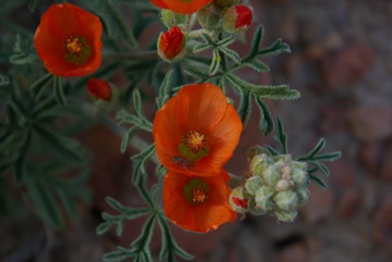 Unknown Desert Flower © Ken Cole