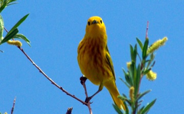 Yellow Warbler © Ken Cole