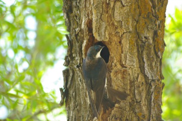 Tree Swallow © Ken Cole