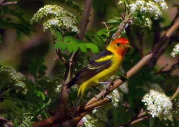 Western Tanager © Ken Cole