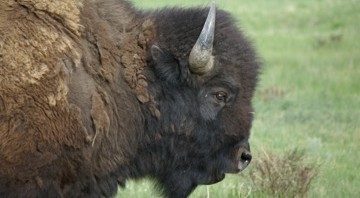 Endangered Species Act Protection Sought for the Imperiled Yellowstone Bison