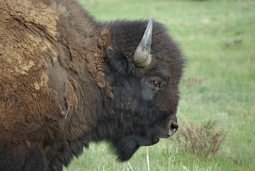 Buffalo Bull © Ken Cole