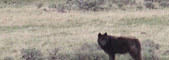 Idaho anti-wolf legislation stampeding toward a vote