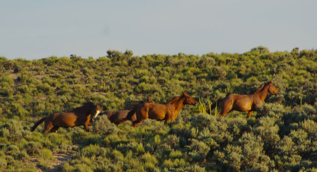 Wild Horses in Nevada © Ken Cole