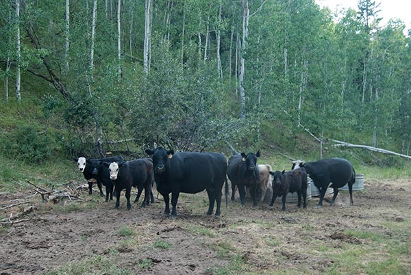south-heglar-cattle