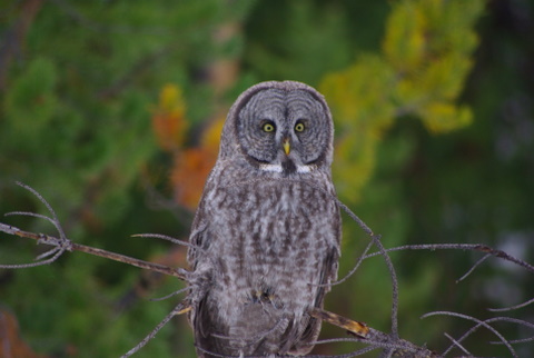 Great Gray Owl © Ken Cole