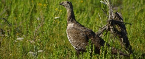 Cattle Grazing Increases Raven Populations that Prey on Sage grouse.