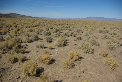 Heavily impacted soils and vegetation in Nevada's desert. © Ken Cole