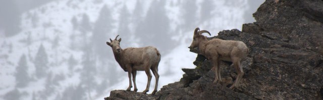 Northeast Idaho Sheep Grazing Stopped to Protect Wild Bighorns