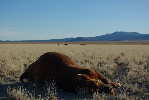 Dead cow in Nevada © Ken Cole