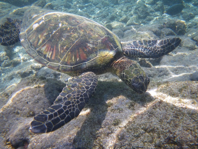 Green Sea Turtle in Hawaii © Ken Cole