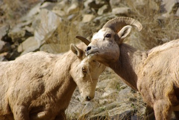 Bighorn Sheep © Ken Cole