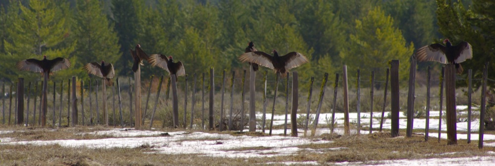 Vultures in Scott Valley, east of Cascade, Idaho © Ken Cole