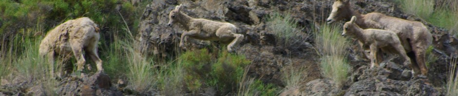 Bighorn Sheep lambs © Ken Cole