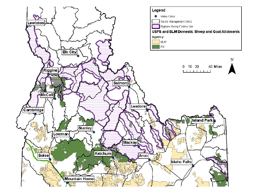 Bighorn distribution and domestic sheep and goat allotments in central Idaho