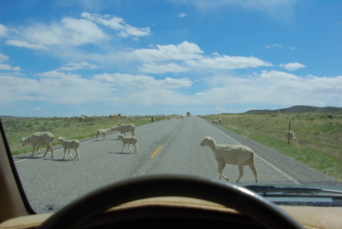 Domestic sheep on the road © Ken Cole