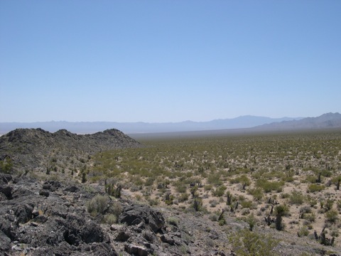 Ancient Mojave yuccas on the Ivanpah power plant site. (2009) © Michael J. Connor, Ph.D.