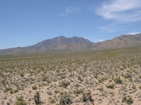 Part of the Ivanpah power plant site with Clark Mountain Wilderness in the distance. (2009) © Michael J. Connor, Ph.D.