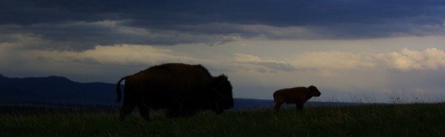 Buffalo on Horse Butte © Ken Cole