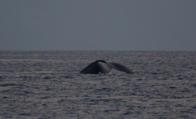 Humpback Whale © Ken Cole