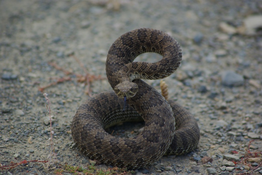 Western Rattlesnake © Ken Cole