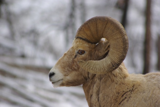Bighorn Sheep Near the North Entrance of Yellowstone National Park are Dying from Pneumonia