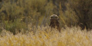 Burrowing Owl, Nevada © Ken Cole