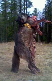 A good example of wolf fraud photography. No it isn't photoshopped. It is just that the camera is closer to the wolf than the man, and wolves also have very long legs.