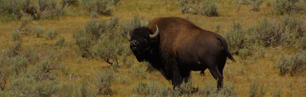 Groups File Notice of Intent to Sue USFWS and for Failure to Give Yellowstone Bison ESA Protections