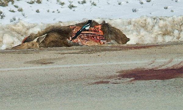 Young moose hit on SW Montana highway Jan. 2013. Photo about 6 hours after accident. Photo courtesy of Nancy.