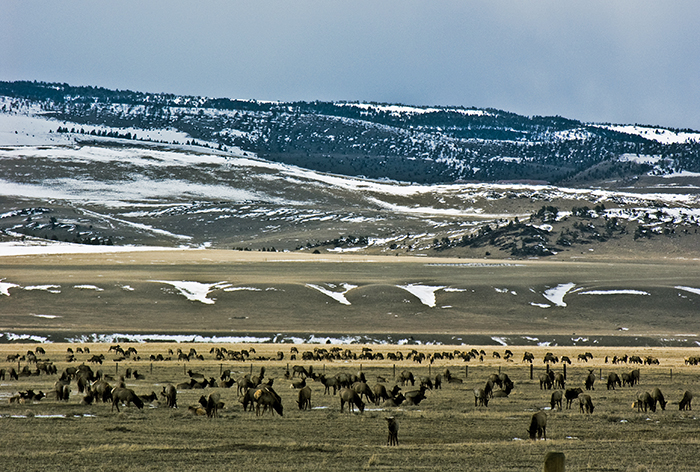 elk-wintering-near-wolfcr_madison-valley3