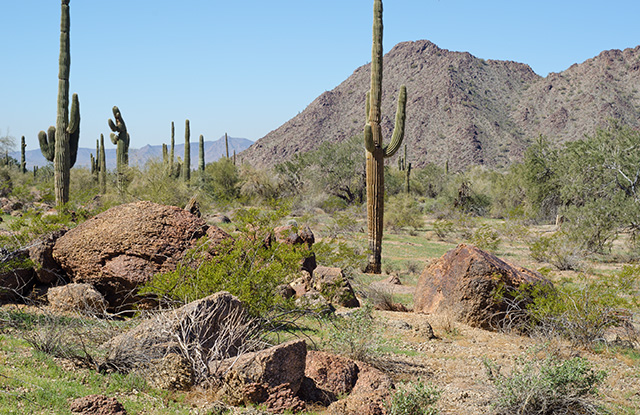 Greenup in late February on desert floor. Formerly grazed area Sonoran Nat'l Monument, Arizona. Copyright Ralph Maughan
