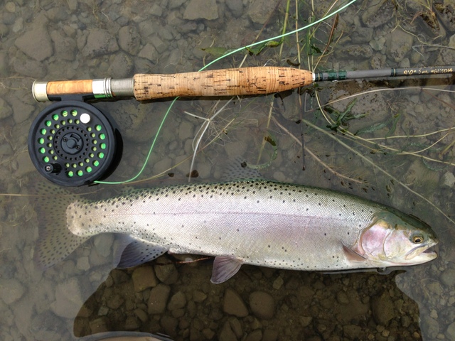 Lahontan cutthroat trout (not the Pyramid Lake strain) caught in Mann Lake, Oregon.