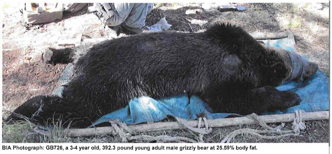 Grizzly_#726