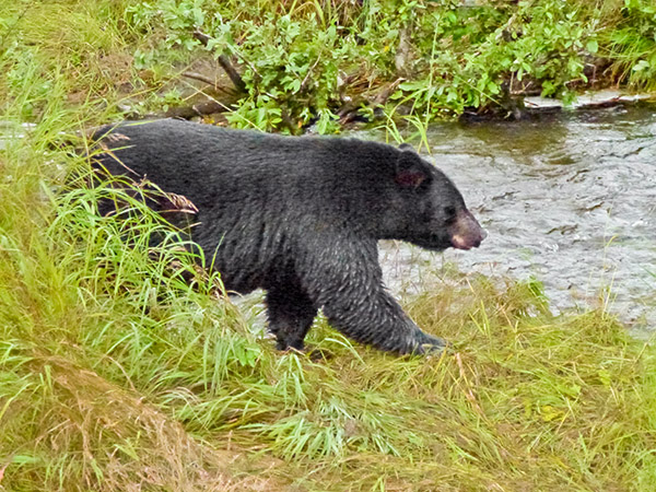 Alaskan black bear suddenly emerges from the grass along salmon spawning creek. Copyright Ralph Maughan 2011