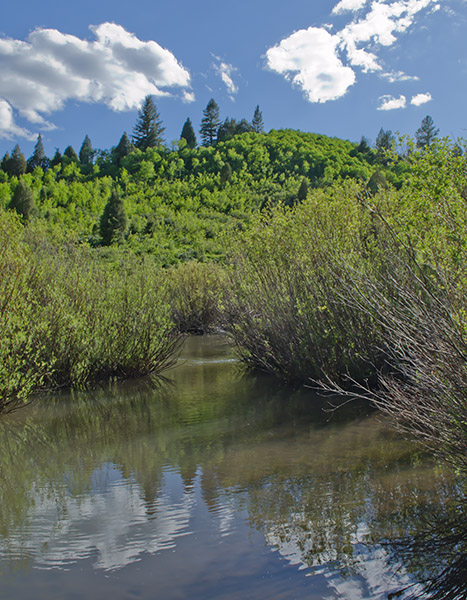 Beaver pond in the high water of June. SE Idaho. Beaver remake creeks, streams, springs, even seeps. They usually greatly increase the diversity of wildlife in an area with their ponds. It is surprisingly hard to get Fish and Game departments to take them seriously, have a rational trapping season and to keep people from just killing them. Copyright Ralph Maughan. June 2013
